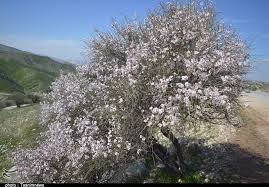 تصویر 2 از فروش بادام کوهی طبیعی از ارتفاعات فارس + بدون سم و کود شیمیایی